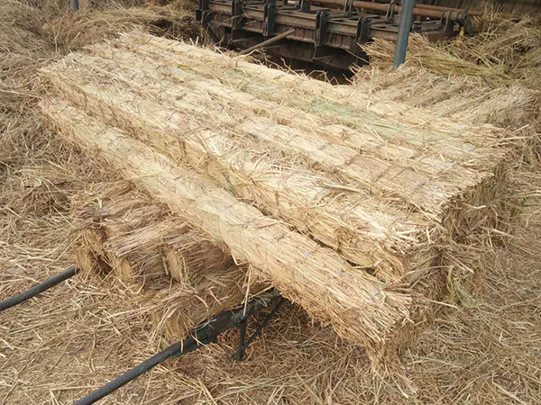 使用條形草支墊，原來還有這些效果！