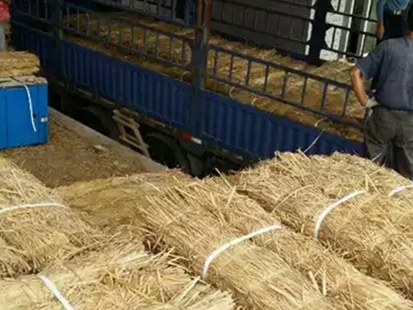 使用條形草支墊有哪些注意事項？
